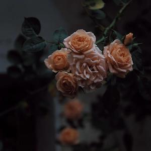 嗯嗯啊啊好舒服快点舔我奶头
